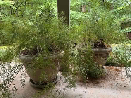 Photo of free 2 Asparagus Ferns in pots (Milton) #1