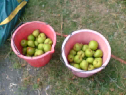 Photo of free Pears (OX11 Harwell) #1