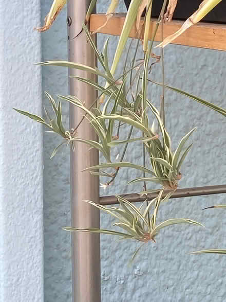 Photo of free Spider plant babies bare root (Loughton IG10) #1