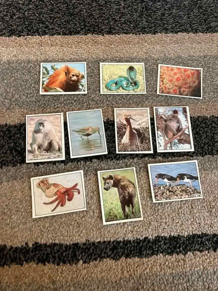 Photo of free 10 top saver club animal cards (Jennetts park RG12) #1