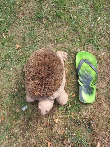 Photo of free Tortoise shoe scrapper (Felden HP3) #2