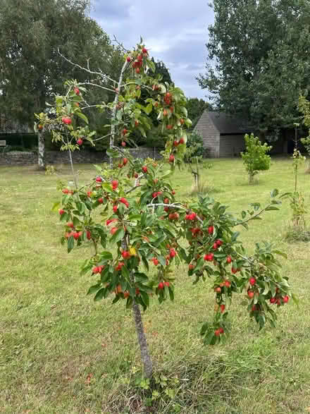 Photo of free Crab Apples (Howhlill Quarries HG3) #1