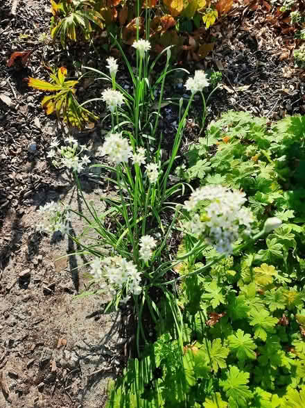 Photo of free Garlic Chives seedling (Morden SM4) #2