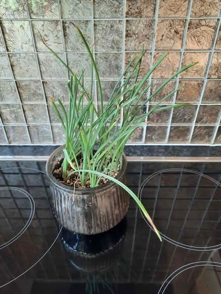 Photo of free Grape Hyacinths (Morden SM4) #3