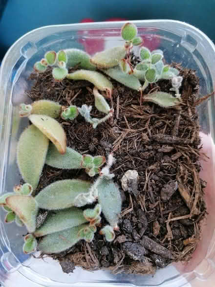 Photo of free Chocolate soldier plant babies (Langney BN23) #1