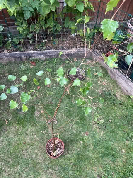 Photo of free Birch tree sapling (Cove GU14) #1
