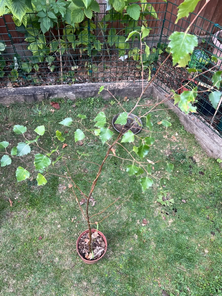 Free: Birch tree sapling (Cove GU14)