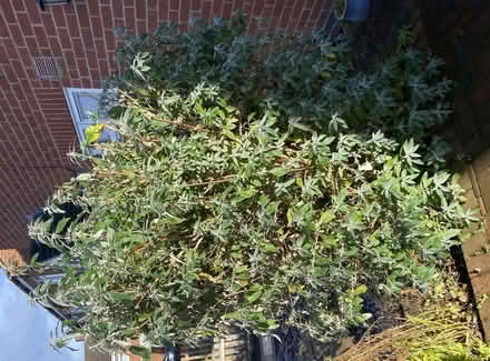 Photo of free Buddleia (Newbold Verdon LE9) #1