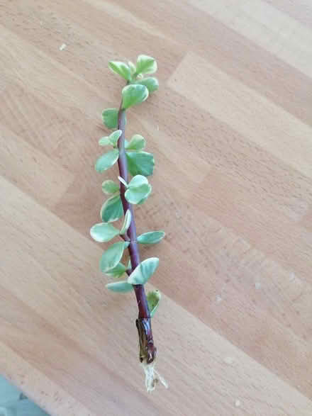 Photo of free Rooted cutting (Langney BN23) #1