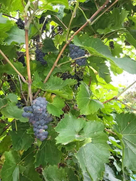 Photo of free Small sweet grapes (Newhaven BN9) #1
