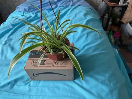 Photo of free Spider plants in hanging pot (Walker) #1