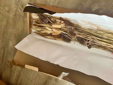 Photo of free Dried flowers (Totley - S17) #2