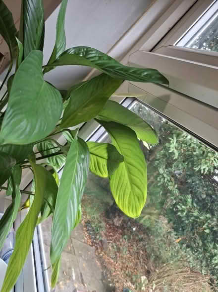 Photo of free Big Peace Lily (Garden City OX5) #1