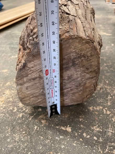 Photo of free Laburnum logs (GL5) #3