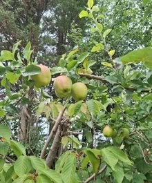 Photo of free Apples (Withystakes ST9) #3