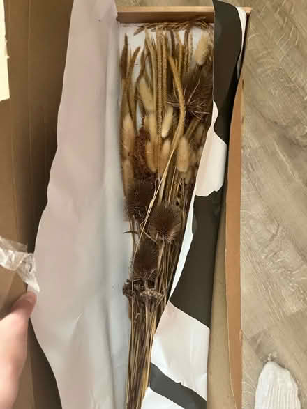 Photo of free Dried flowers (Totley - S17) #1