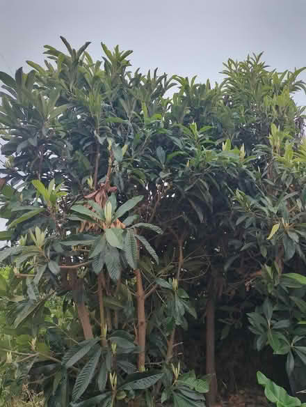 Photo of free Three loquat plants (downtown sunnyvale) #2