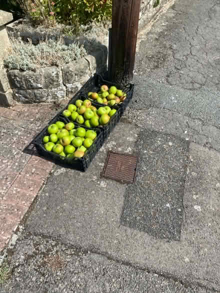 Photo of free cooking apples (Chippenham SN15) #1