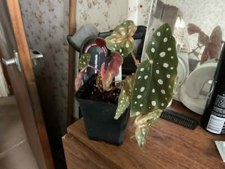 Photo of free Angel wing begonia in pot (Walker) #1