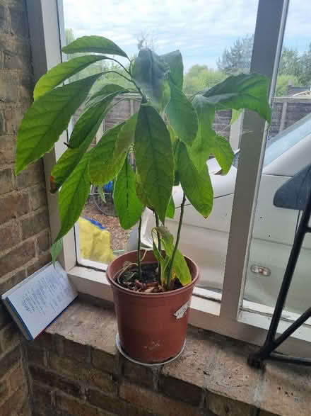Photo of free 2ft high avocado plant. (New Hinksey OX1) #1