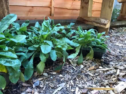 Photo of free Forget me it’s for next spring flowers (South Malling BN7) #1