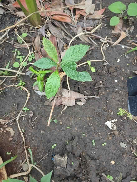 Photo of free Three loquat plants (downtown sunnyvale) #1