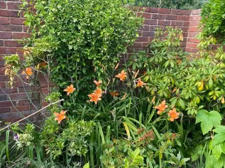 Photo of free Day Lily Seeds Five Pods (CT10) #1