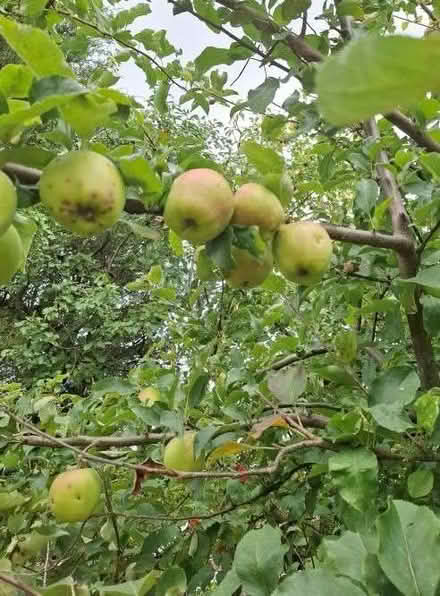 Photo of free Apples (Withystakes ST9) #2