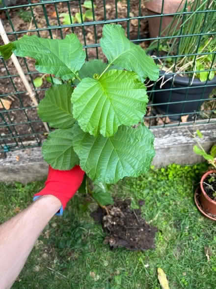 Photo of free Alder tree (Cove GU14) #1