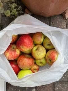 Photo of free Eating apples (Caldecott OX14) #1