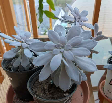 Photo of free Echeveria (West Salem off Bonny Way) #3