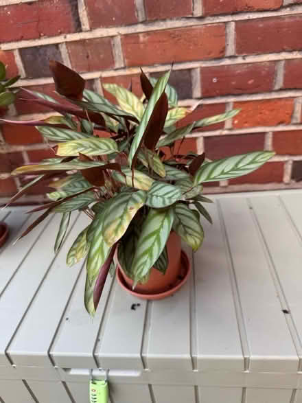 Photo of free An indoor plant (Old Windsor SL4) #1