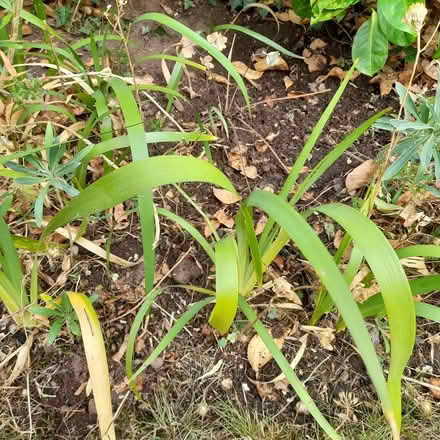 Photo of free Iris foetidissima plants (ST17 Baswich, Stafford) #1