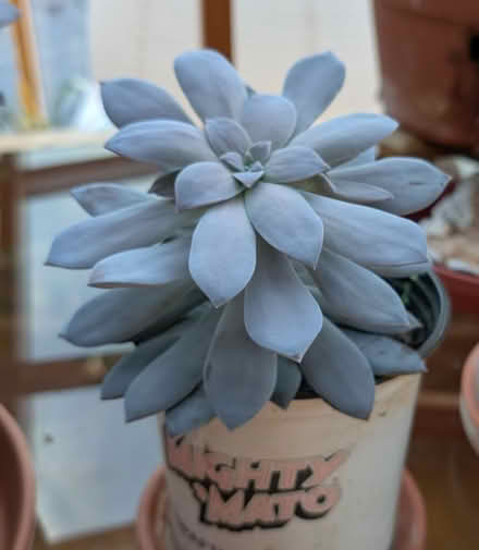 Photo of free Echeveria (West Salem off Bonny Way) #1