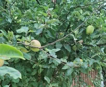 Photo of free Apples (Withystakes ST9) #1