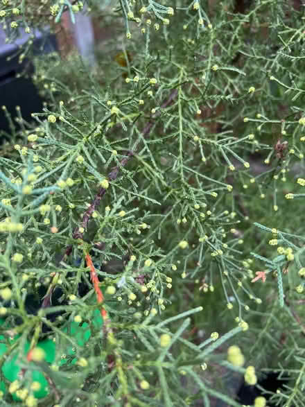 Photo of free Cypress tree (Cove GU14) #2