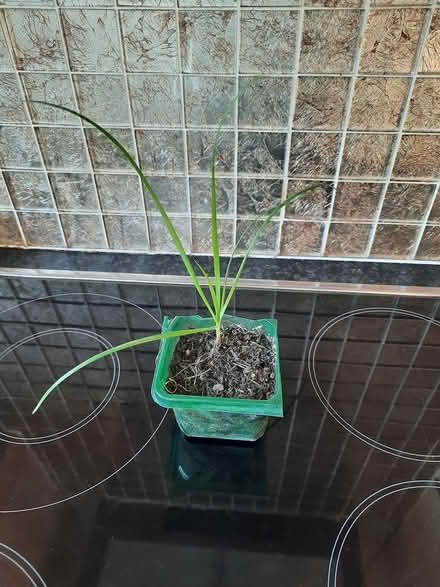 Photo of free Garlic Chives seedling (Morden SM4) #3