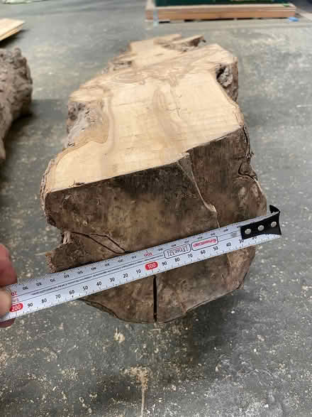 Photo of free Laburnum logs (GL5) #2