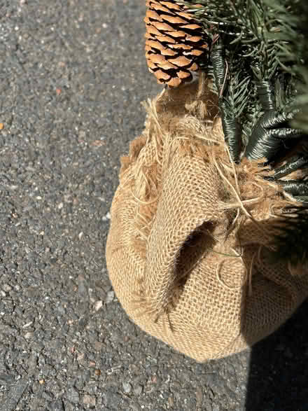 Photo of free Small Christmas tree (Withdean BN1) #2