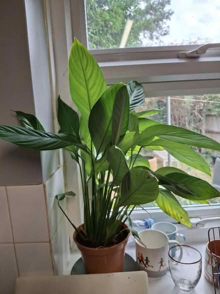 Photo of free Big Peace Lily (Garden City OX5) #4