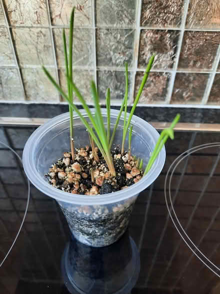 Photo of free Star of Bethlehem Ornithogalum bulb (Morden SM4) #4