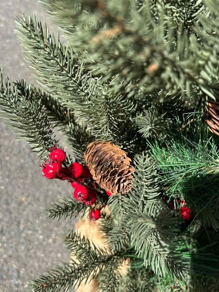 Photo of free Small Christmas tree (Withdean BN1) #3