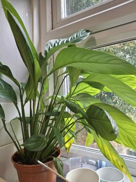 Photo of free Big Peace Lily (Garden City OX5) #3