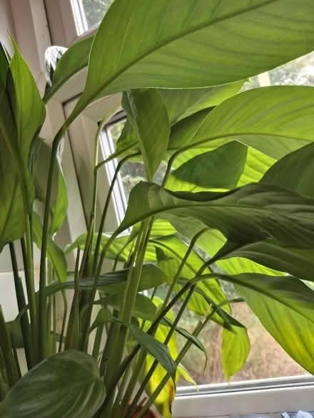 Photo of free Big Peace Lily (Garden City OX5) #2
