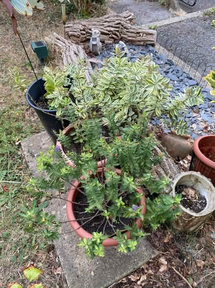 Photo of free 2 hebe shrubs (Southdown) #1