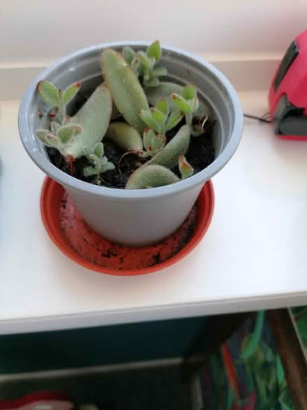 Photo of free Rooted plant babies (Langney BN23) #1