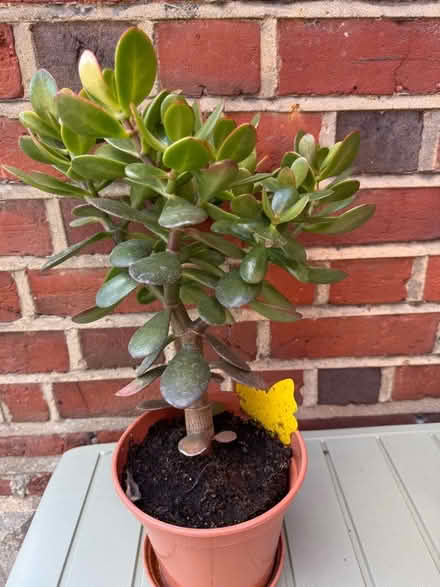 Photo of free Indoor plant (Old Windsor SL4) #1