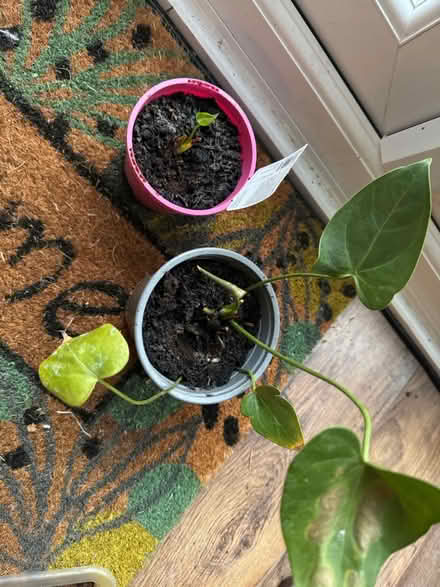 Photo of free 2 Anthurium plants (Hale Village) #1