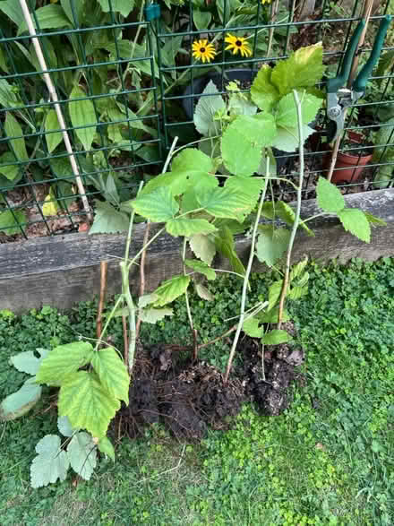Photo of free Raspberry plants (Cove GU14) #1