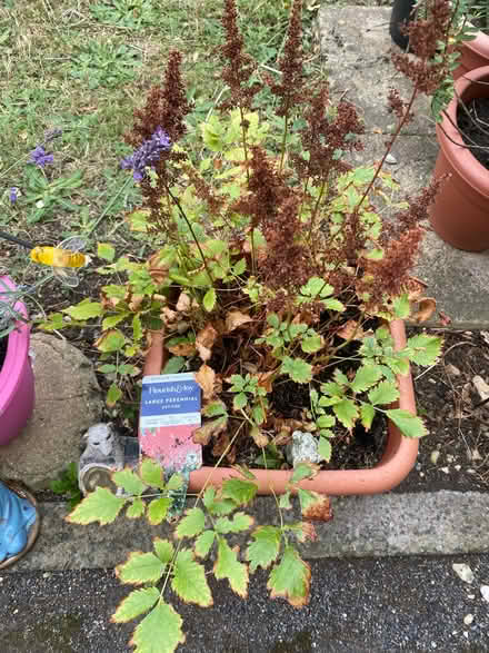 Photo of free Astilbe plant (Southdown) #1